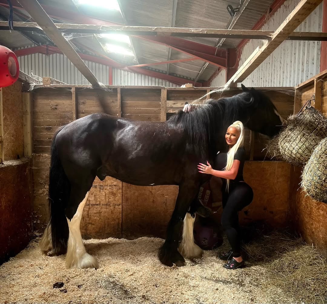 BIGGER , BADDER and more POWERFUL then a BUGGATTI ☑️🥷🏾 BIG BOY BOSLEY 👊🏽#shirehorse #horselife #equestrianlifestyle by @georginado11