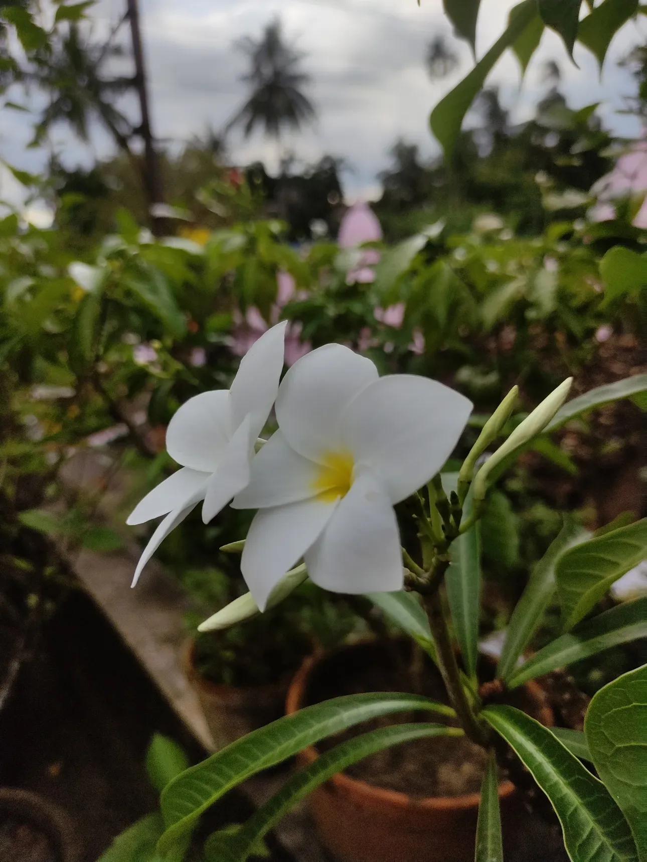 Full Of Life 😌
.
.
.
#flowers #photography #bengal #peace