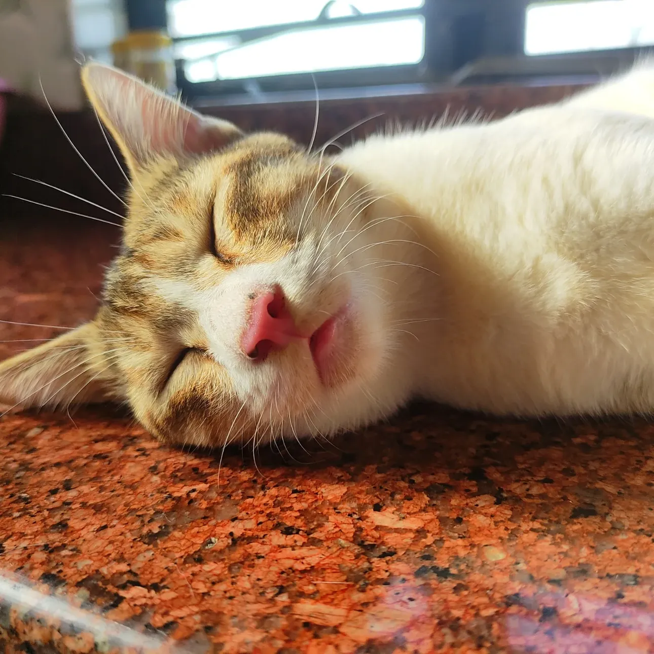 Tango and his weird sleeping positions 🤣
.
.
.
#sleepykitty #kitteycat #sleepingbeauty #kitten
