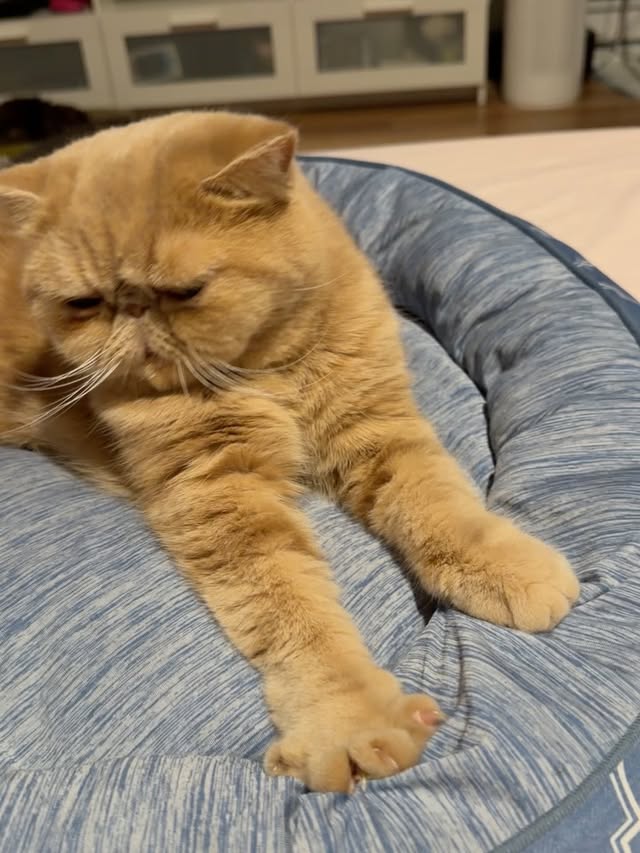 I really think cats are wonderful. It almost feels like they know that I’m not feeling well, because they’ve been taking turns coming to visit me on the bed. 🥺Even Batman, who never jumps on the bed, now hangs around next to it so I can see him and give him pats. That has never happened before.Tiny, who is usually very elusive, has also started coming onto the bed just to let me pat her. 💖Maybe this long recovery journey is a blessing in disguise. It’s giving me the chance to slow down and spend more time with my cats. 🐾✨ by @yingtze12