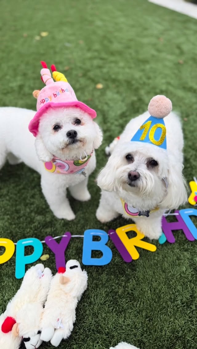 10 lambchops for 10 years. Happy birthday to my best buddy. Elvy I’m obsessed with you ❤️ by @lucyhale