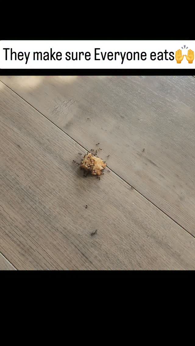 Humans dont think like this normally too selfish. See how they are making sure everyone eats lol I love seeing them work together ❤️ lesson here is team work so no one goes without. Watch 🐜 they can teach you alot. #teamwork #ants