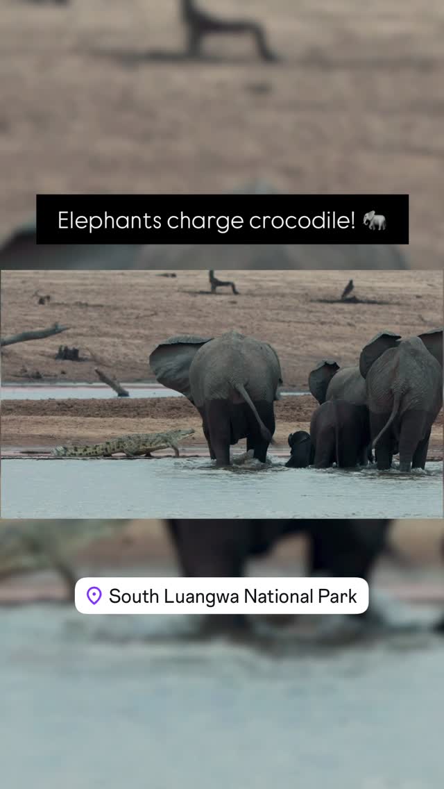 RIVER TENSIONA crocodile shifted mid-crossing and the entire elephant herd erupted into chaos. South Luangwa always delivers the most interesting inter-species interactions 🐘🐊 by @dazmental