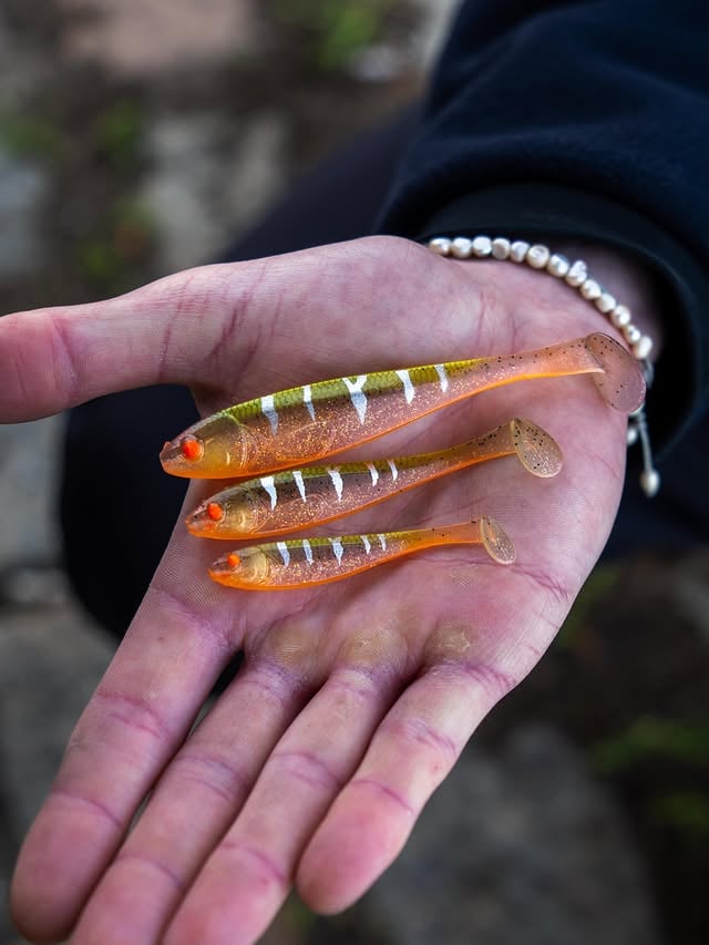 Marc met à l’épreuve le nouveau coloris « Chartreuse Perch » du Magic Slim Shad sur un joli sandre, à l’aide de sa canne Pepper – Finesse Puppeteer. 🤍Disponible en 3”, 4” et 5”, ce nouveau coloris complète parfaitement la gamme actuelle, qui compte désormais 16 coloris sur ces trois tailles.➡️ Oserez-vous l’essayer ? 💛#Illex #PepperRod #MagicSlimShad by @illex_official