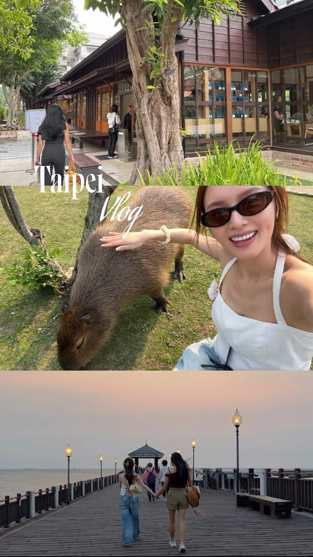 Taipei vlog ♡ Capybaras, cafes and the best duck pancake roll I’ve ever had 🥢Comment “capybara” if you want information on the capybara restaurant 🐾 #travel #taipei by @judy.kwong