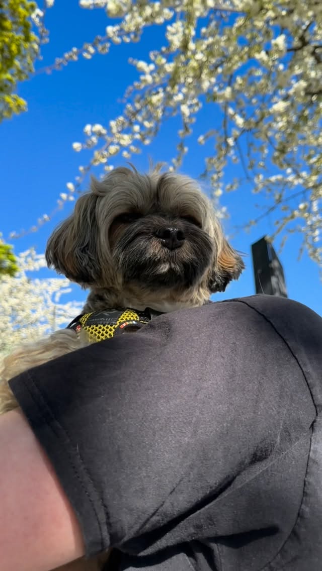 Geriausios atostogos!!🐶p.s. Nelabai darau tų viral video, bet pamačius šitą, žinojau, kad Sambos pirmų atostogų užsieny proga padarysiu🤠❤️ by @nestorasmaistas