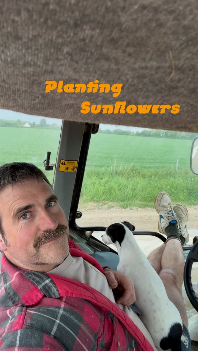 Getting sunflowers in the ground. 1500 seeds. One man (and his dog). Less than an hour (including faffing around with a camera). Can’t wait to start picking. by @bentheoandrews