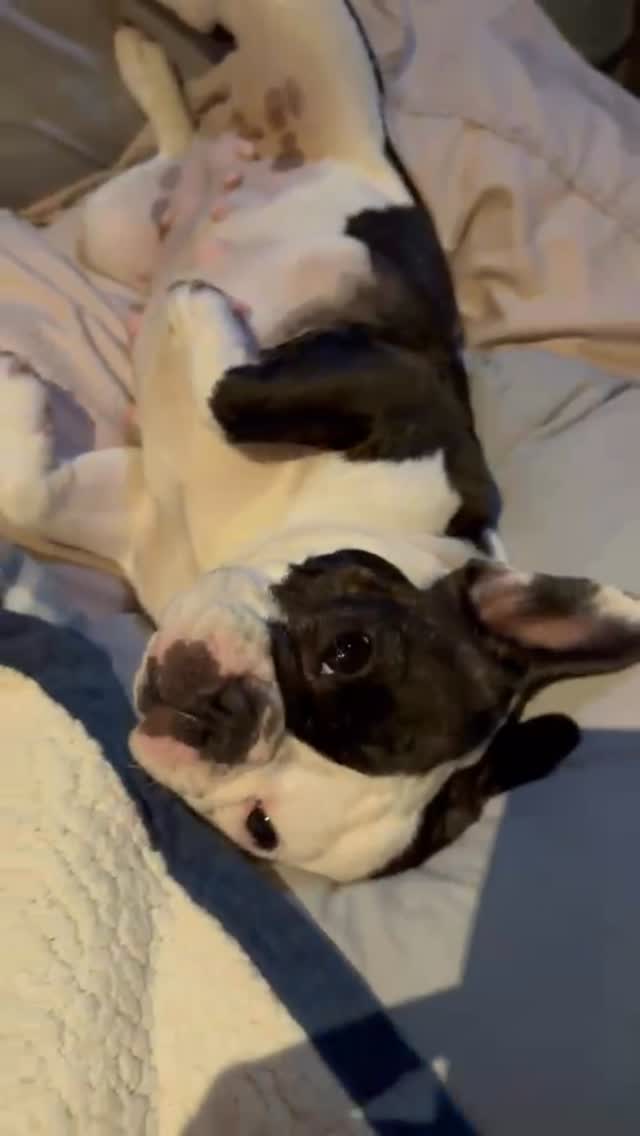 😴 A dormir en mi cuna 💤De aquí nadie me mueve, este lugarcito en las almohadas de @carolina_rocha_m es mío, mío y solo mío, ¡hasta mañana! 🥹💤😴