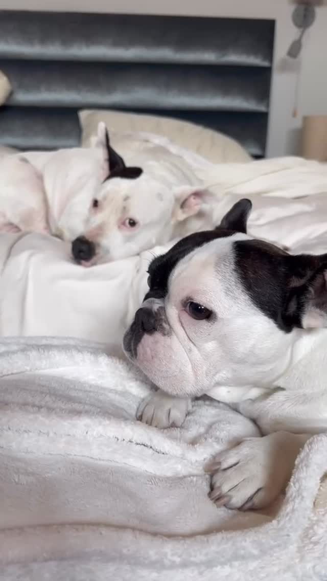 🐾 Lista para Hechos Sábado 🦴Yo ya estoy lista para mañana ir a trabajar junto a mi @carolina_rocha_m, aunque Maya se nos quiere pegar, ustedes qué opinan, ¿Maya en @hechossabado? Sí o no 🤔.