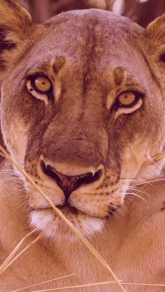 HER EYES SAY IT ALLThe beauty of a lioness begins with structure.Strong cheekbones, a broad nose, and perfectly balanced features create the unmistakable shape of a predator. But it is the eyes that bring everything together.Focused, intelligent, and endlessly expressive, they reveal both softness and strength in the same glance.A face shaped by millions of years of evolution, yet impossible not to admire.📩 info@lioncamp.com🌍 www.lioncamp.com#LionCampZambia#SouthLuangwa#ZambiaWildlife#SafariExperience#WildlifePhotography by @dazmental