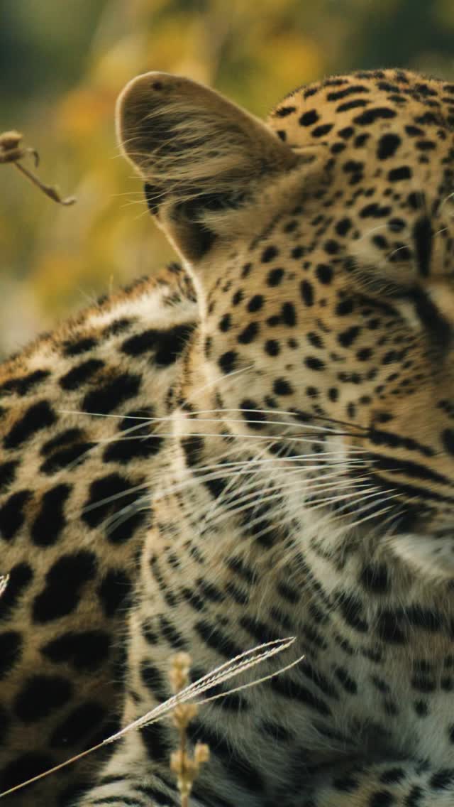 SIBLINGS OF THE VALLEYBefore territories, independence, and separate paths, there was Chisomo and Taonga.Two siblings growing up side by side, exploring the valley together, learning its lessons one day at a time. The bond would never last forever, but these early years are some of the most important in a young leopard’s life.A reminder that even the most solitary cats do not start out alone.📩 info@lioncamp.com🌍 www.lioncamp.com#LionCampZambia#SouthLuangwa#ZambiaWildlife#SafariExperience#WildlifePhotography by @dazmental
