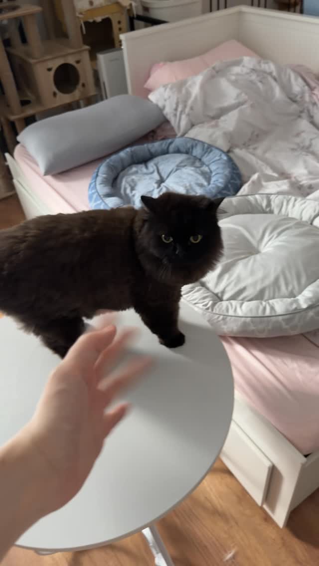 All he wants is a head pat. 🥺 by @yingtze12