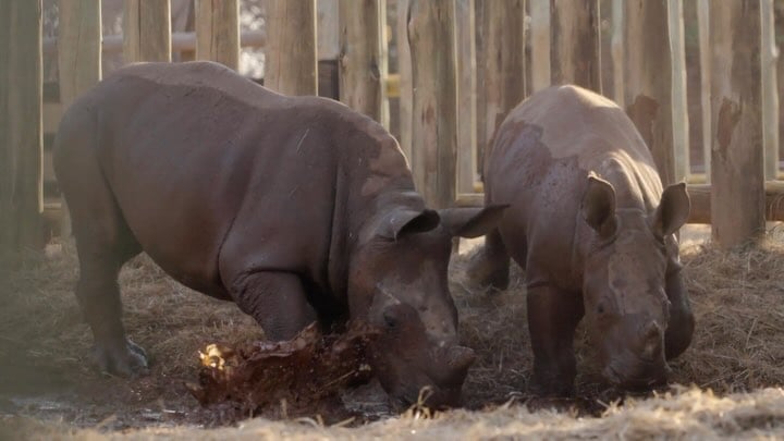 Who wants to help us save baby rhino orphans, and bring an end to the rhino crisis?Thank you to @pearlthusi for helping @jamie_savingthewild shine a spotlight on injustice, and to @nadiajaftha for joining us in the field. 💕🦏Please watch and share @saving_the_wild’s 4-minute short film on our 📌 pinned posts: Rhino: The Endgame.Because the endgame is justice. by @pearlthusi