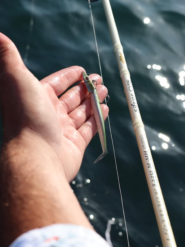 Nitro Slim Shad 90 😍Notre nouvelle taille de Nitro Slim Shad fait déjà parler d’elle !Antoine a notamment connu de belles réussites avec ce leurre sur des bars en chasse, focalisés sur de petites proies comme les lançons.Déjà disponible chez vos détaillants, pour le moment uniquement en combos pré-montés, dans 4 coloris et grammages différents. 💛#Illex #NitroSlimShad #Seabass by @illex_official