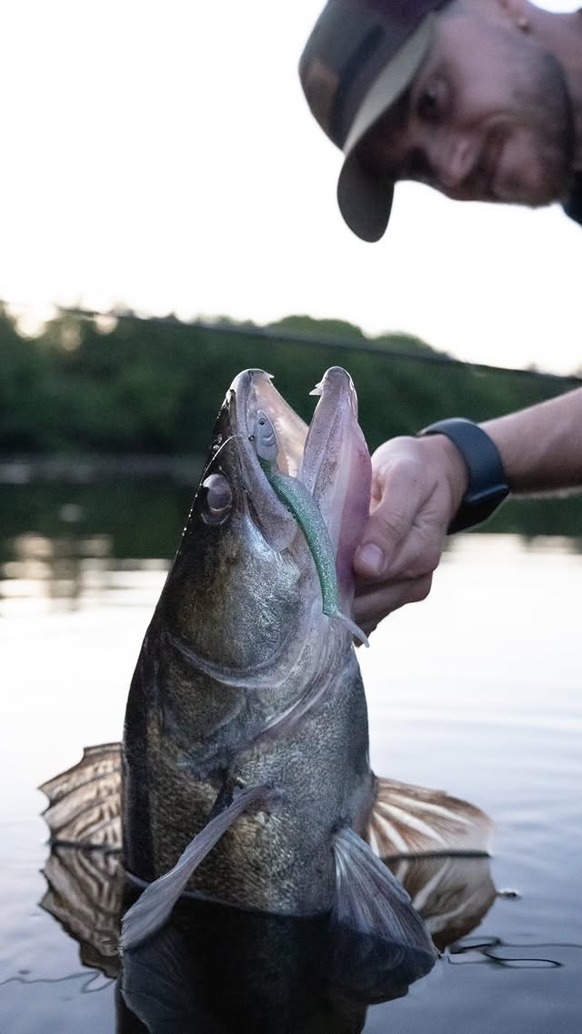 Alexis vous présente le Nitro Slim Shad, un leurre encore trop sous-exploité en eau douce, mais pourtant redoutablement efficace dans de nombreuses situations.Petite nouveauté : l’arrivée de la taille 90 pré-montée, désormais disponible chez vos détaillants. 🙌Que ce soit en linéaire, en verticale ou en traction, il saura séduire de nombreux carnassiers. 💛#Illex #NitroSlimShad by @illex_official