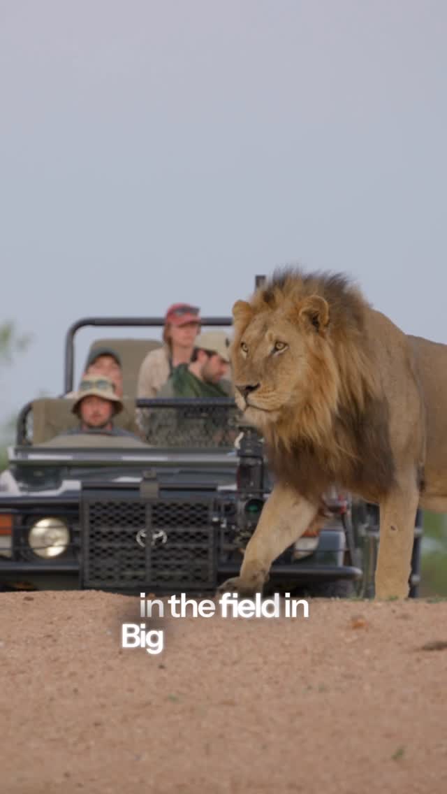 THE CLEAR PATHPeople often ask me how I got into wildlife filmmaking.The truth is, there was never a clear path.When I started, I searched everywhere for opportunities to learn this craft in the African bush. I never found a straightforward answer, and every filmmaker I met seemed to have their own unconventional story of how they got in.Too Wild was built to change that.The biggest challenge in this industry has always been access. Access to wildlife, access to equipment, access to mentorship, and ultimately access to the footage needed to build a showreel that opens doors.What David and Lauren have created is the opportunity I wish existed when I was starting out. Big Five country. World-class equipment. Experienced mentors. Real wildlife filmmaking from day one.If you’ve ever asked me how to break into this industry, this is the closest thing I’ve seen to an answer.August intake is coming up soon. Use my discount code: MENTAL when you apply! by @dazmental