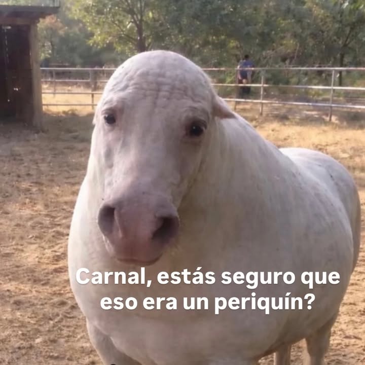 Neta seguro carnal? @elmerorave_