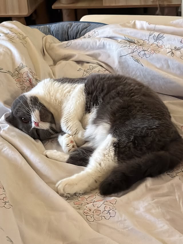 Happy 9th Birthday to my Earl Grey 👑💖✨Nine years ago, I brought this handsome boy home, and it turned out to be one of the best decisions I’ve ever made. Not only has he filled my life with love and laughter, but he also gave me six beautiful cats to complete our little family 🥺💖We went through a major health scare together in 2023, and I’m so grateful that my boy stayed strong and pulled through. Watching him recover reminded me just how precious every moment with him is.Please continue to stay healthy, happy, and by my side for many more years to come. 🥺💖Mummy loves you so much, Earl Grey. Happy Birthday, my precious boy 🎂👑✨ by @yingtze12