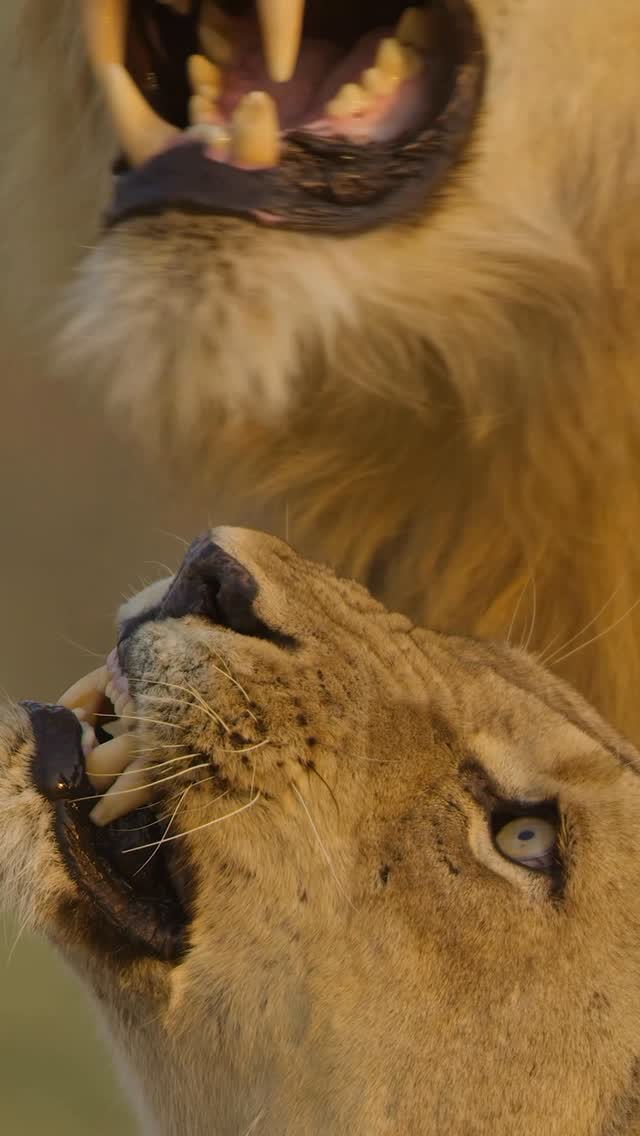 THE FUTURE OF THE PRIDEIt begins with a snarl.For lions, courtship is rarely gentle. It’s a period of patience, persistence, and countless brief encounters that strengthen the bond between a mating pair.Here in the River Pride, moments like these carry the promise of what may lie ahead. New cubs, new generations, and a stronger future for one of the valley’s most iconic prides.Every pride’s story starts somewhere. More often than not, it starts like this.📩 info@lioncamp.com🌍 www.lioncamp.com#LionCampZambia#SouthLuangwa#ZambiaWildlife#SafariExperience#WildlifePhotography by @dazmental