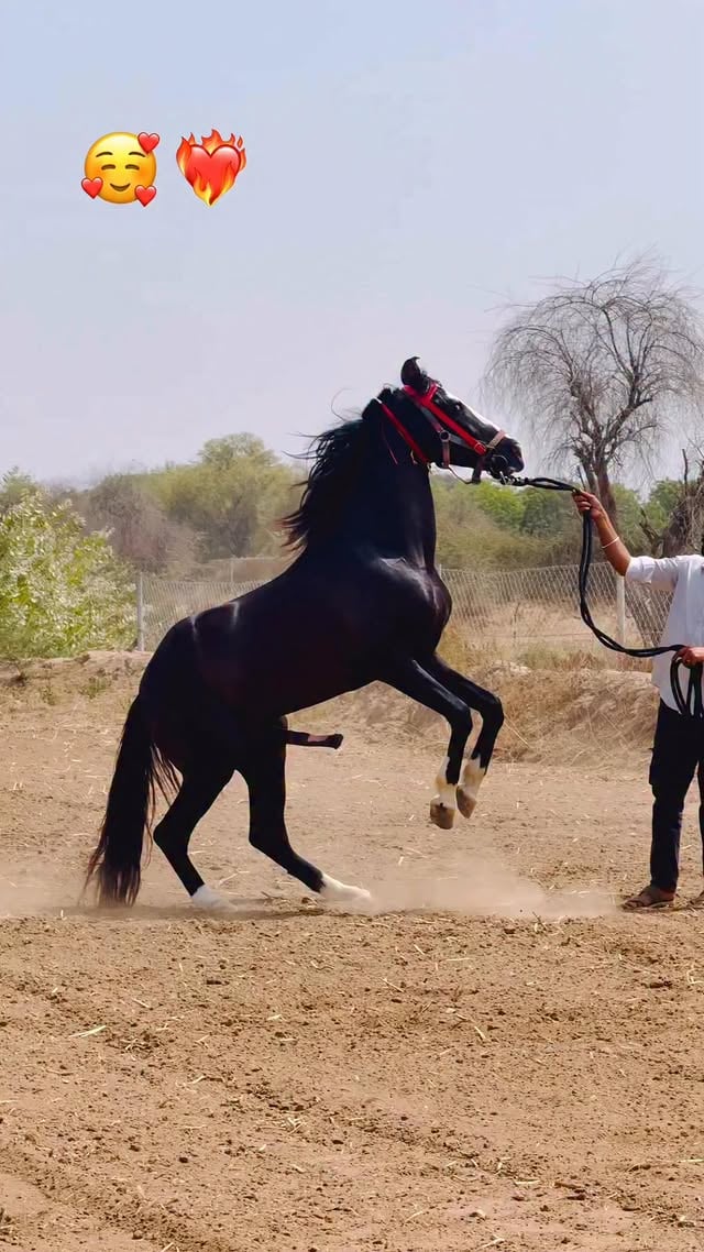 Hard struggle 🔥
.
.
.
 #viralvideos #attitude #trending #foryou #horselover #trendingpost