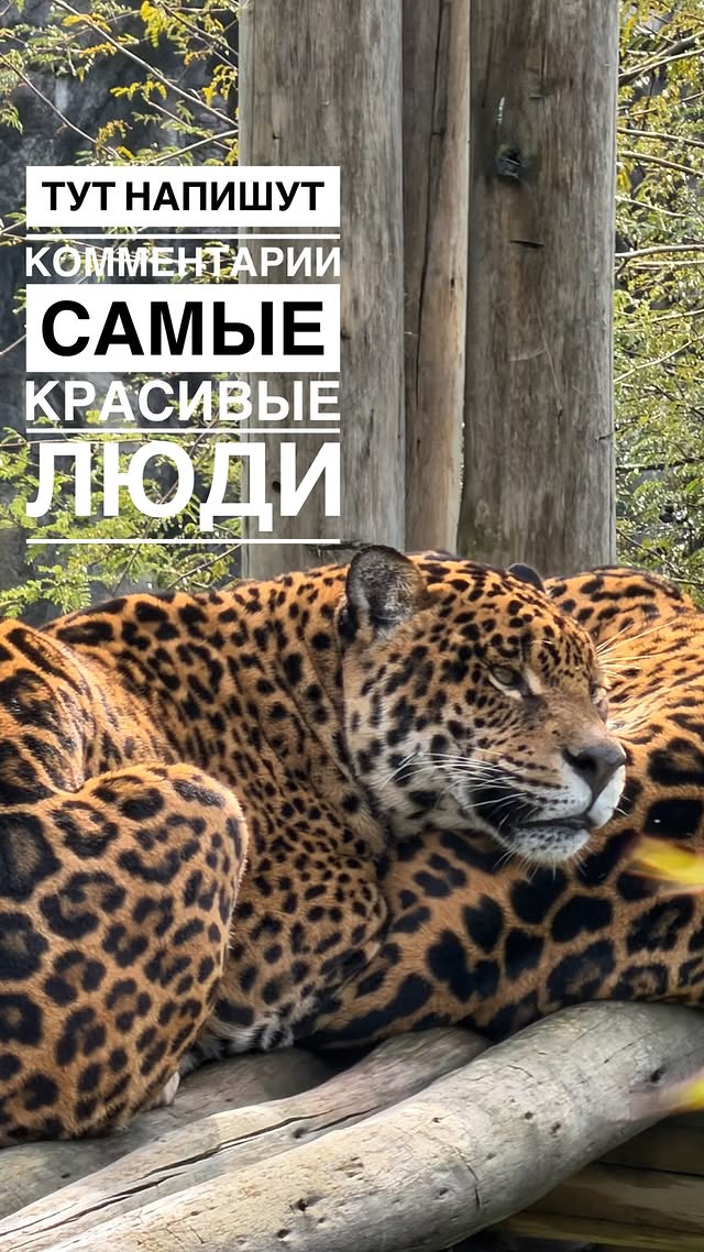 Здесь собираются все экспонаты! 😍! 🤌🏼 Столько комплиментов мужу моему накидали. А мне? Слабо?😇😝 Кто посмотрел и не поздравил с др, ну всё- год никакой удачи. 🍀 я же 06.06 родилась. Ладно, шучу! Но кто поздравил, им ➕ 10000💞💞💞 к карме! И да, тут самые красивые! Причём не только телом, но и душой! 🫶🏻