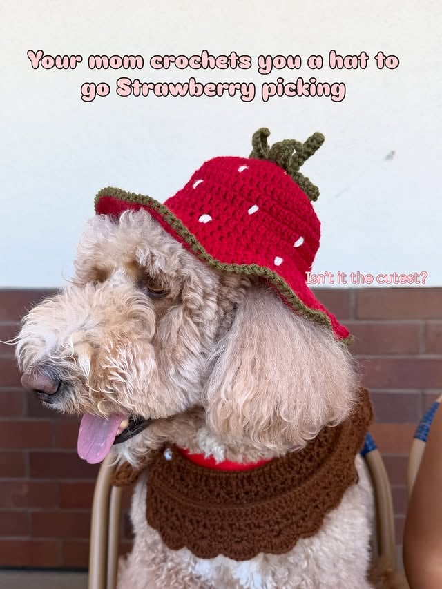 POV: you crochet your dog an outfit to go strawberry picking but by the time you finish it is now time for cherry picking 😑🤭🥲

🍓🍓🍓🍓🍓🍓🍓🍓🍓🍓🍓

Dog mom || crochet hat for dogs || strawberry crochet hat and market bag