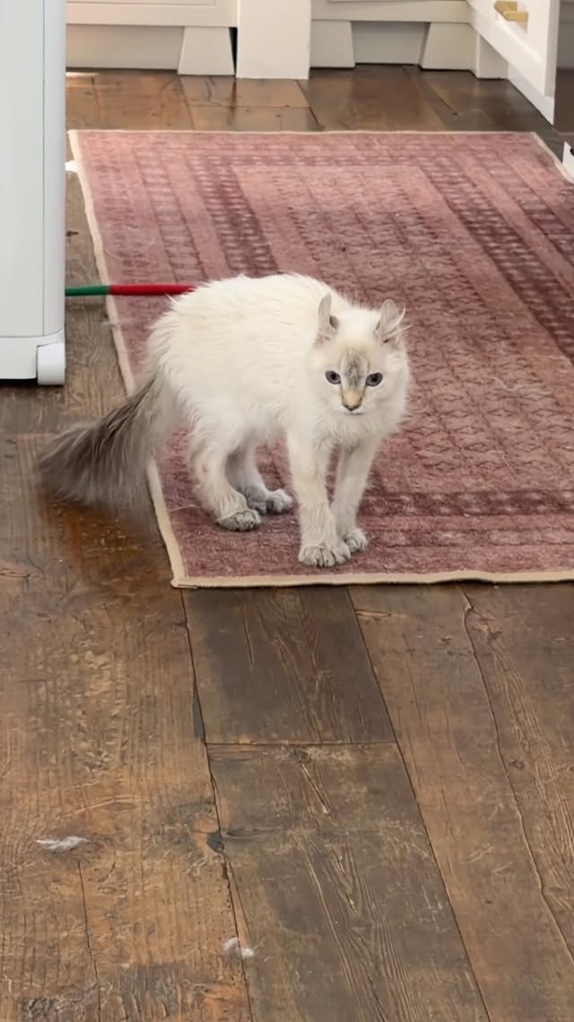The fact that she’s completely deaf makes this 1000x funnier

To add some context: she’s in heat and this is her mating call 😂

She hasn’t been spayed yet. I worry about putting her small and fragile 4lb body through such an intense procedure. It’s one of those things I’ve just been trusting my gut on and will do the surgery if and when it’s needed. But for now, she screams like this every few weeks and is extra sweet & cuddly while searching for her bunnycat partner